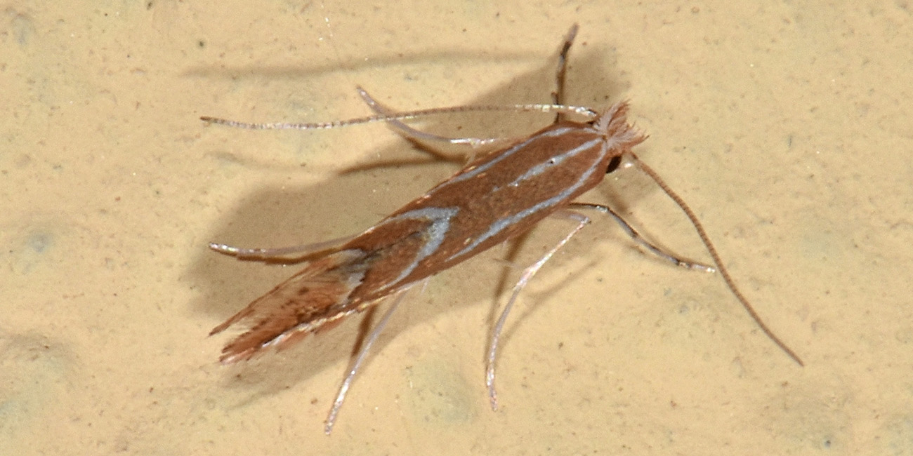 Gracillariidae: Phyllonorycter distentella? Cfr P. leucographella